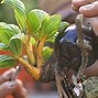 Bonsai Kelapa Kategori Terbaik